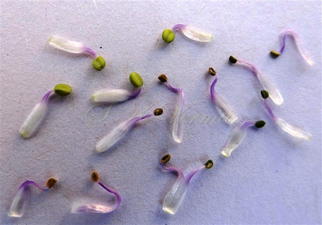 Stamens